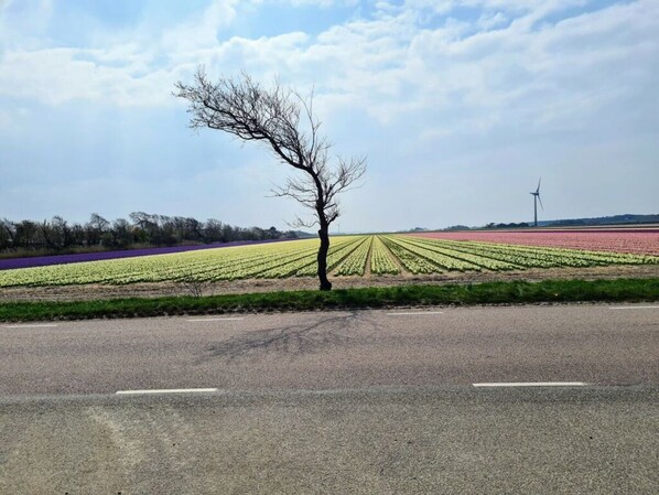 A rural landscape with a road, fields of crops, and a wind turbine in the distance.