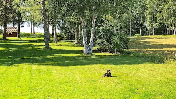A grassy field with trees and a small building in the distance.