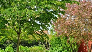 Un giardino con diverse piante e alberi, un muro rosso e un cielo sereno.