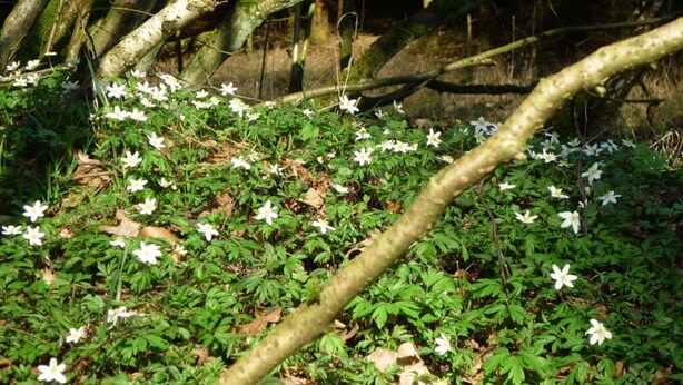 Un suelo boscoso cubierto de flores blancas y follaje verde.
