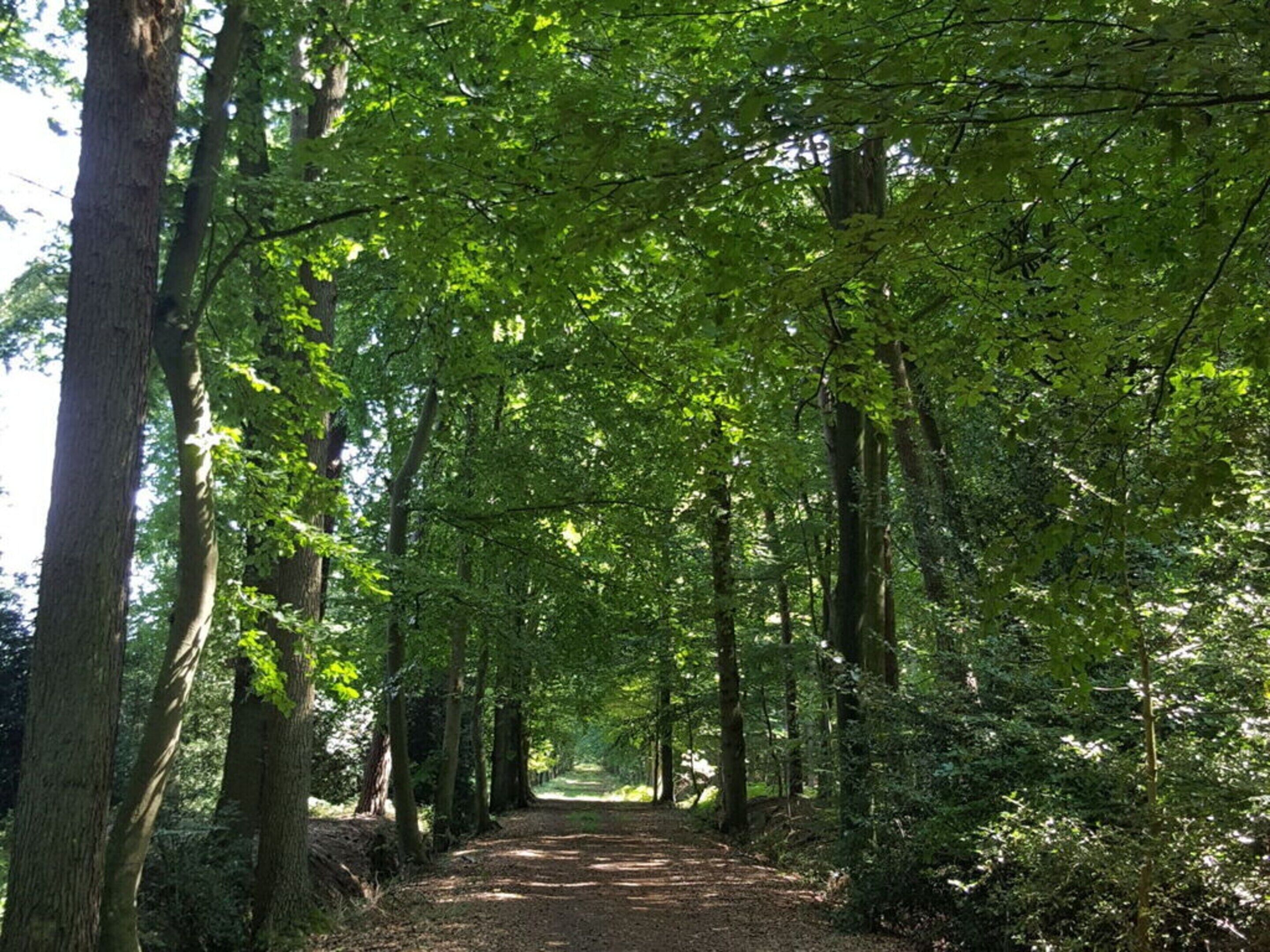A forest path with tall trees and a dirt trail.
