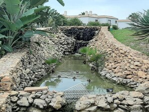 Stroll along the tranquil pond surrounded by lush greenery and a wooden boardwalk.