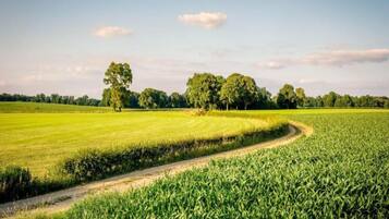 A rural landscape with a dirt path curving through a field of crops and a line of trees in the background.
