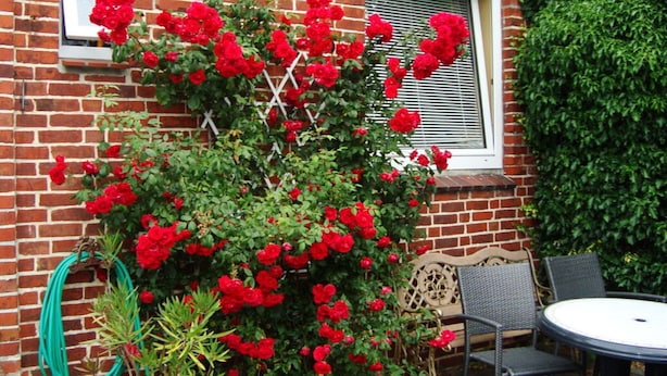 Um edifício de tijolos com um arbusto florido vermelho, uma janela e um pátio com mesa e cadeiras.