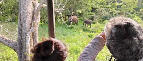 Two people observing elephants from a vehicle.