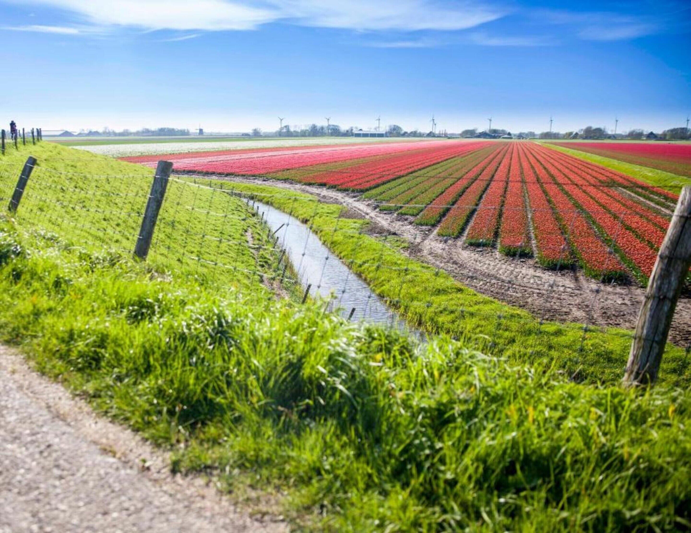 Ein Feld voller roter Blumen mit einem schmalen Wasserlauf hindurch.