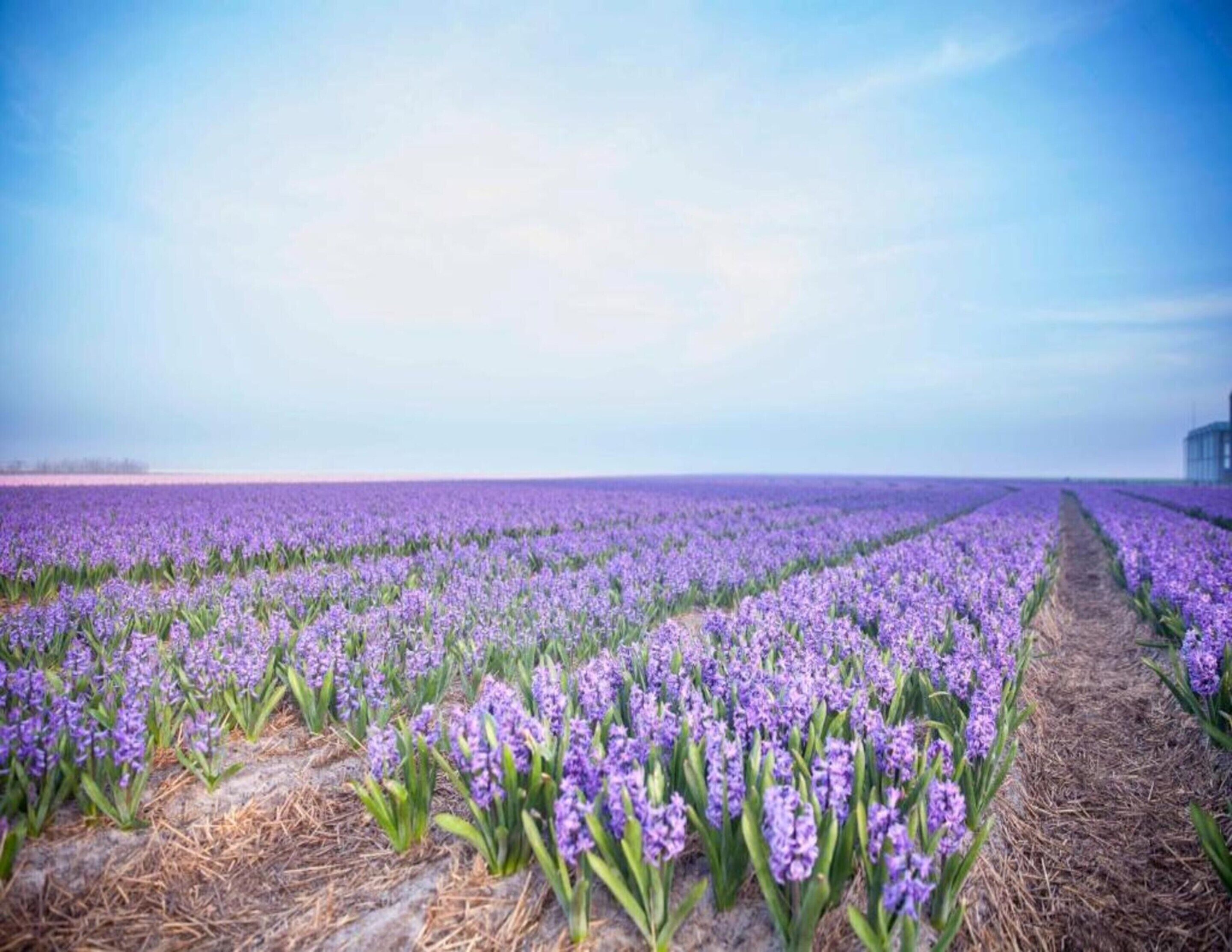 A lavender field with a clear sky.