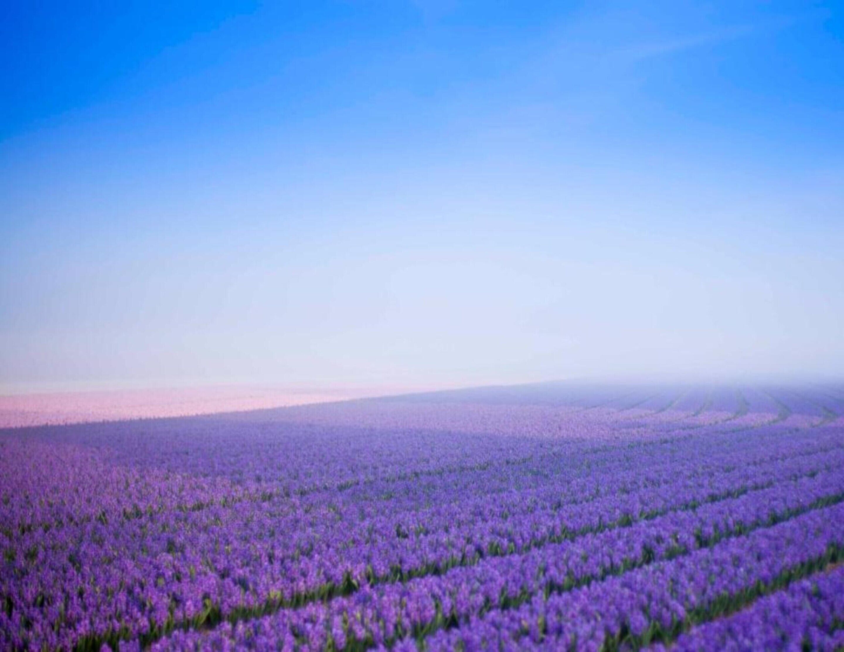 Ein Lavendelfeld unter blauem Himmel.