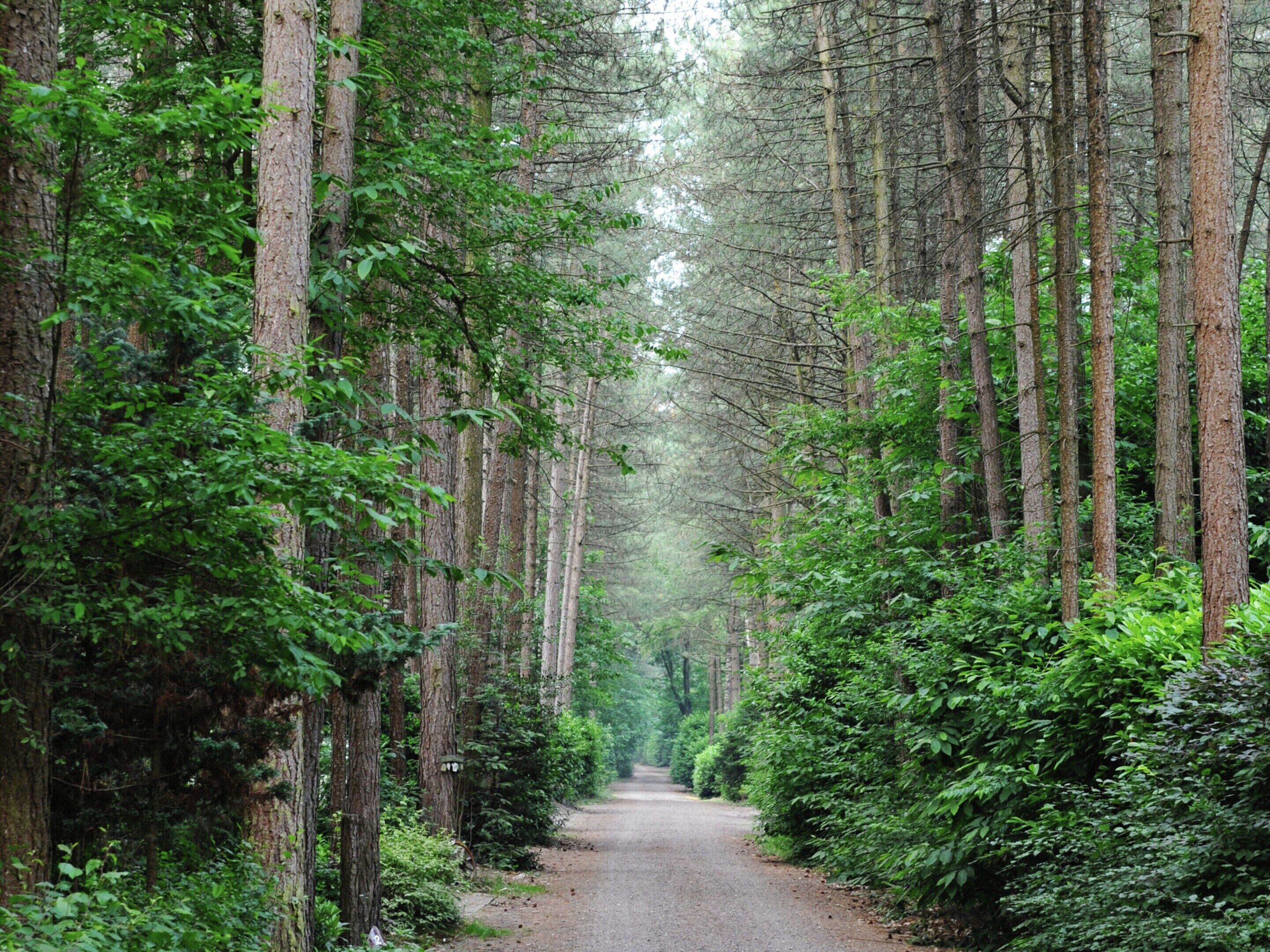 A forested path with tall trees on both sides.