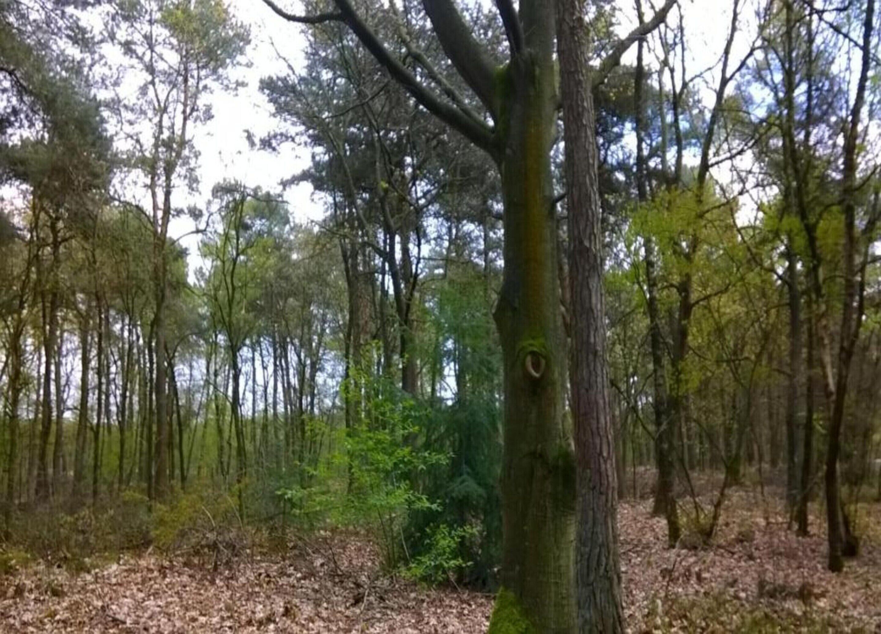A forest with tall trees and a ground covered in leaves.