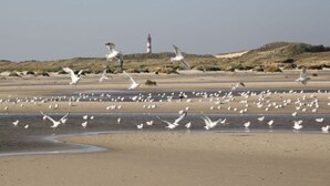 A beach with seagulls, a lighthouse, and dunes in the background. - Cozy Apartment on the Canal (Friedrichstadt)
