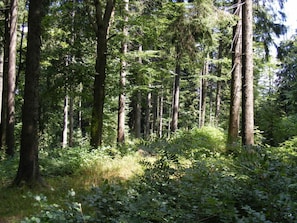 A dense forest with tall trees and underbrush. - Holiday Home our Little Hunting Lodge (Philippsreut)