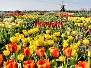 A tulip field with a windmill in the background. - Beautiful Villa With two Bathrooms, in Noordwijk (Noordwijk)