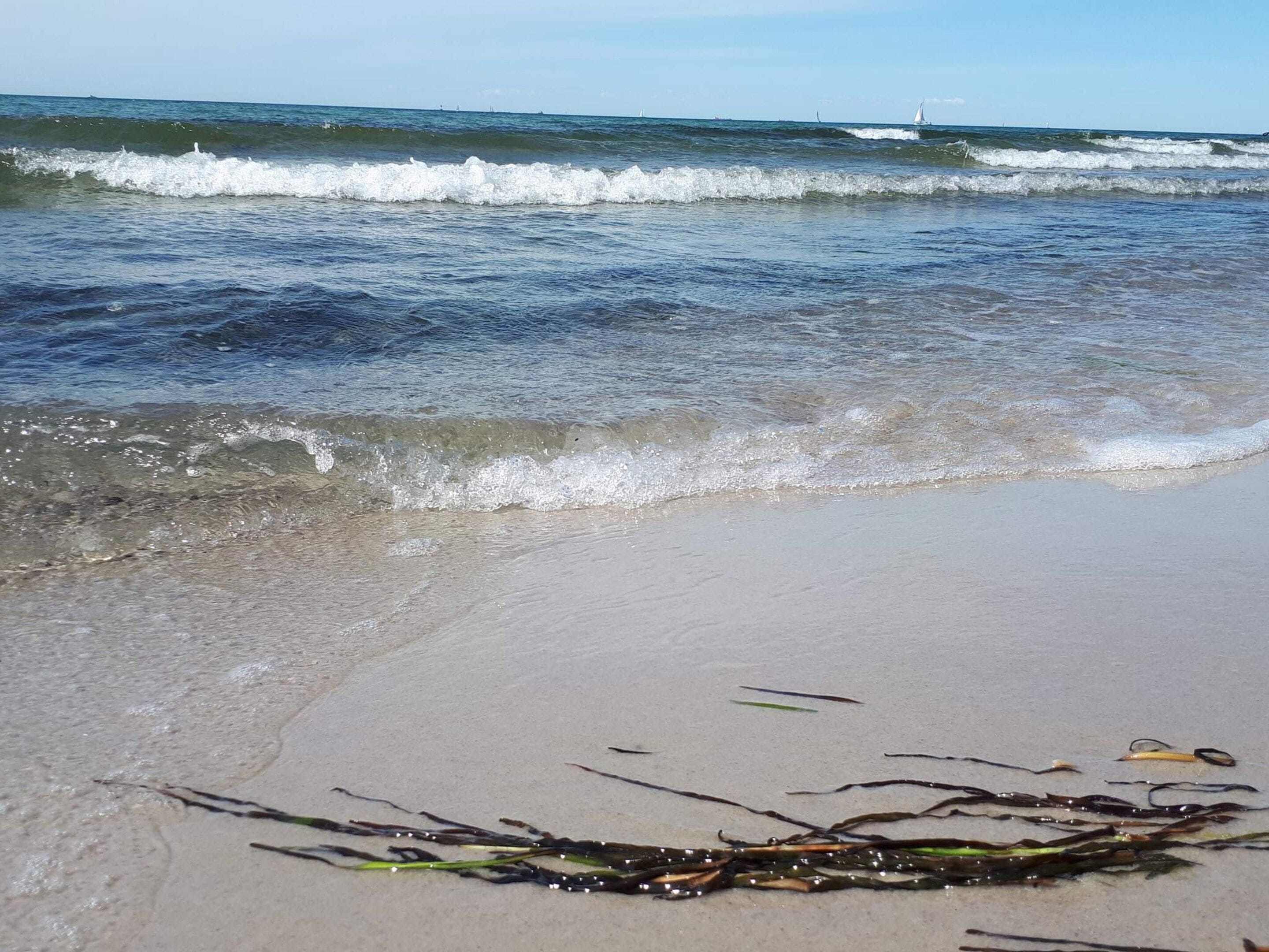 A beach with waves, seaweed on the sand, and a distant sailboat.