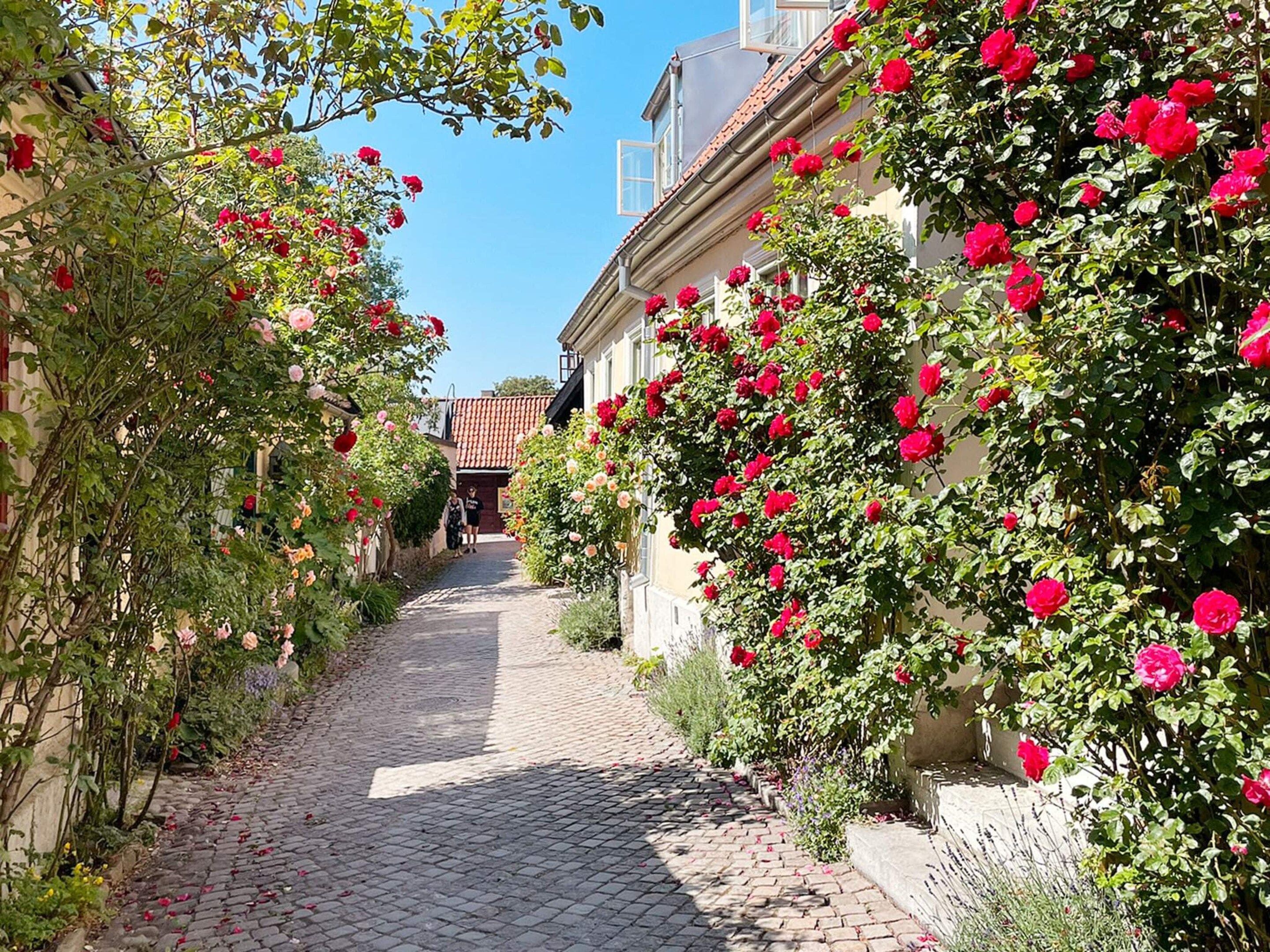 A cobblestone pathway flanked by lush rose bushes and a building with a tiled roof.