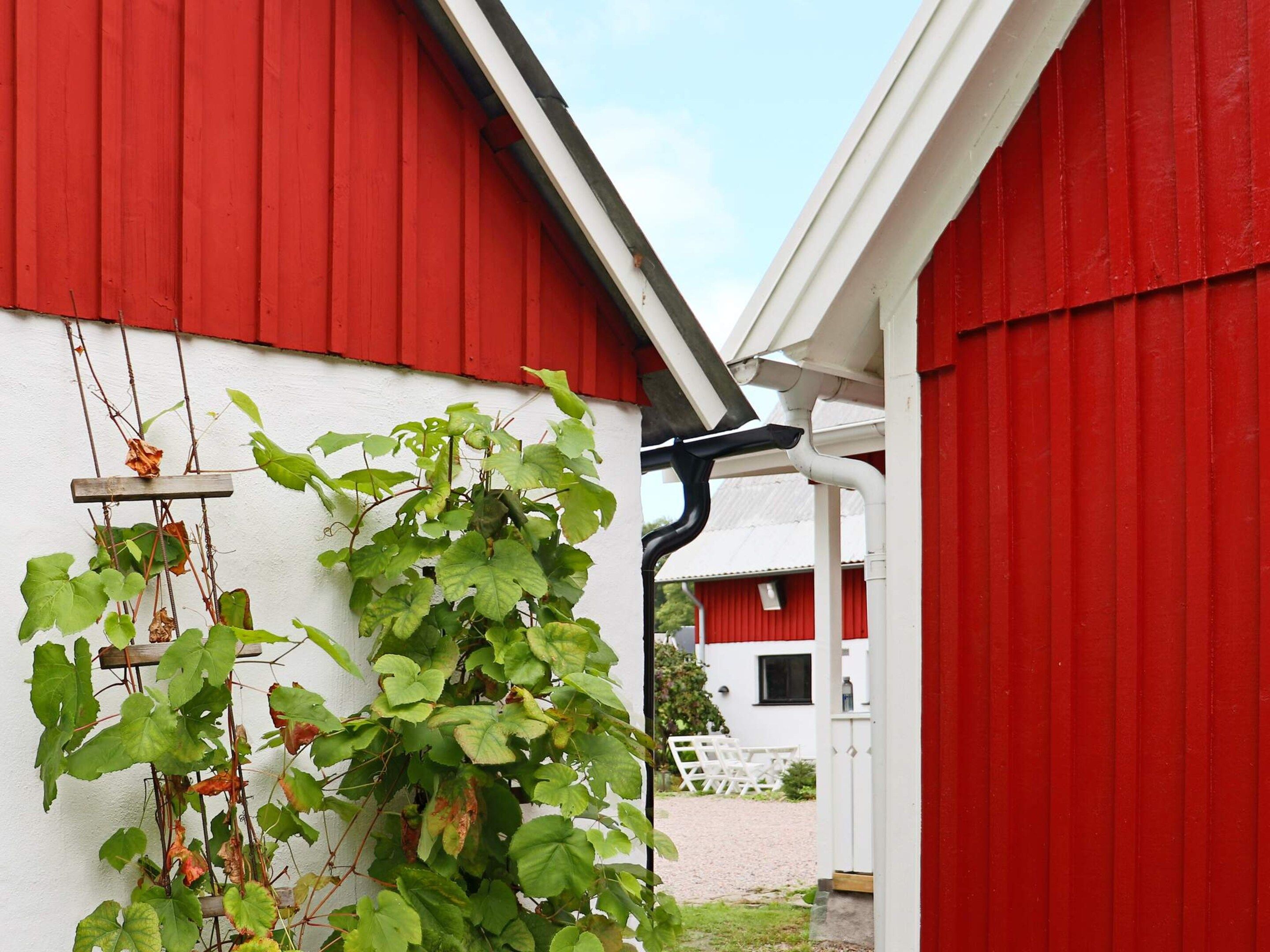 A red building with a white wall and a vine climbing up the side.