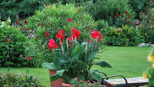 A garden with a variety of plants and flowers, including red blooms and green foliage. - Haus Jorg Sosna Modern Retreat (Bad Bayersoien)