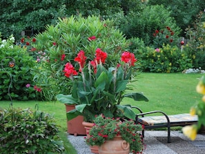 A garden with a variety of plants and flowers, including red blooms and green foliage.