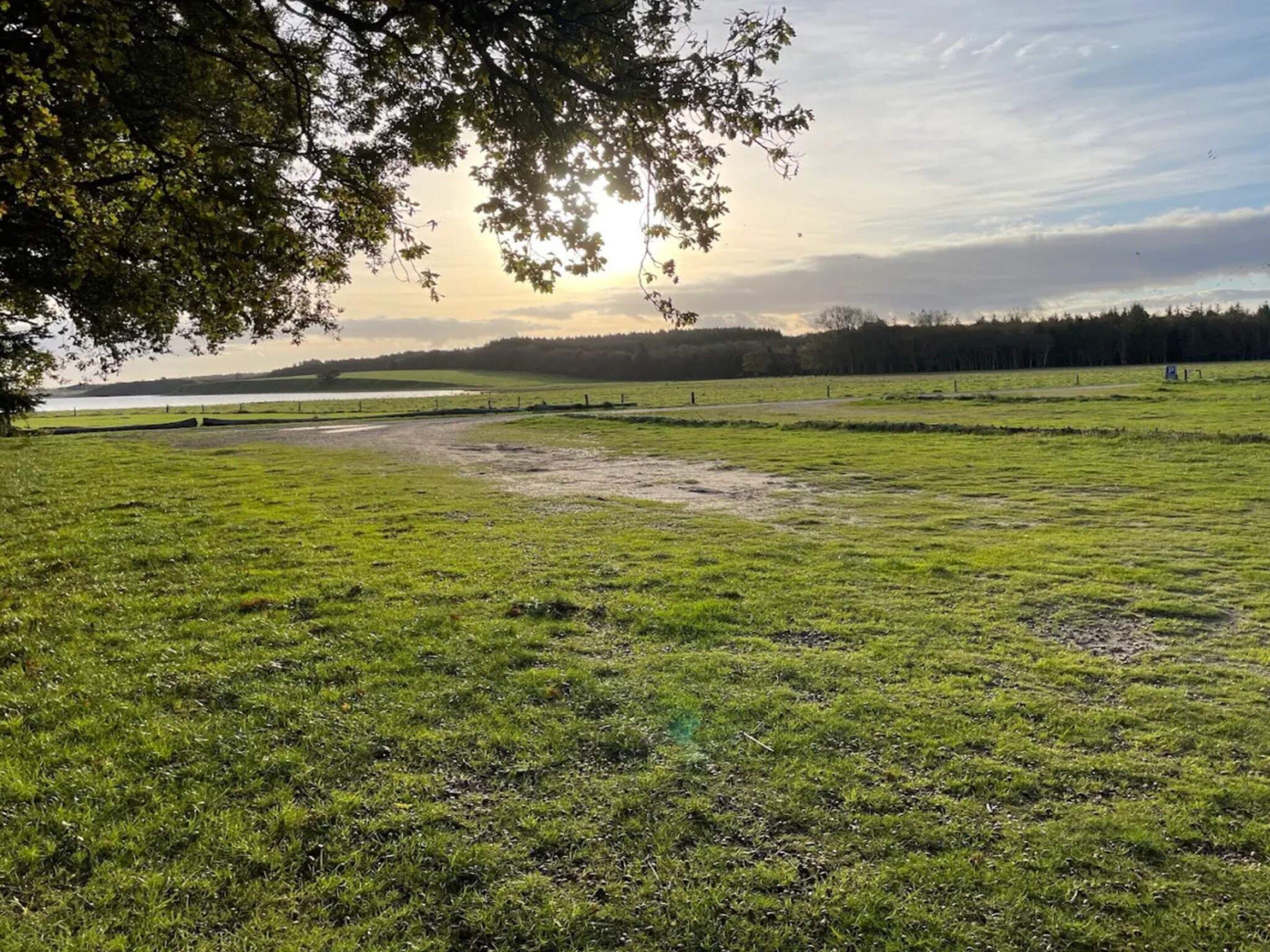 A grassy field with a tree in the foreground and a body of water in the background.