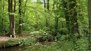 A forested area with a stream, trees, and a path. - Special Lodge Tent in the Achterhoek (Winterswijk - Brinkheurne)