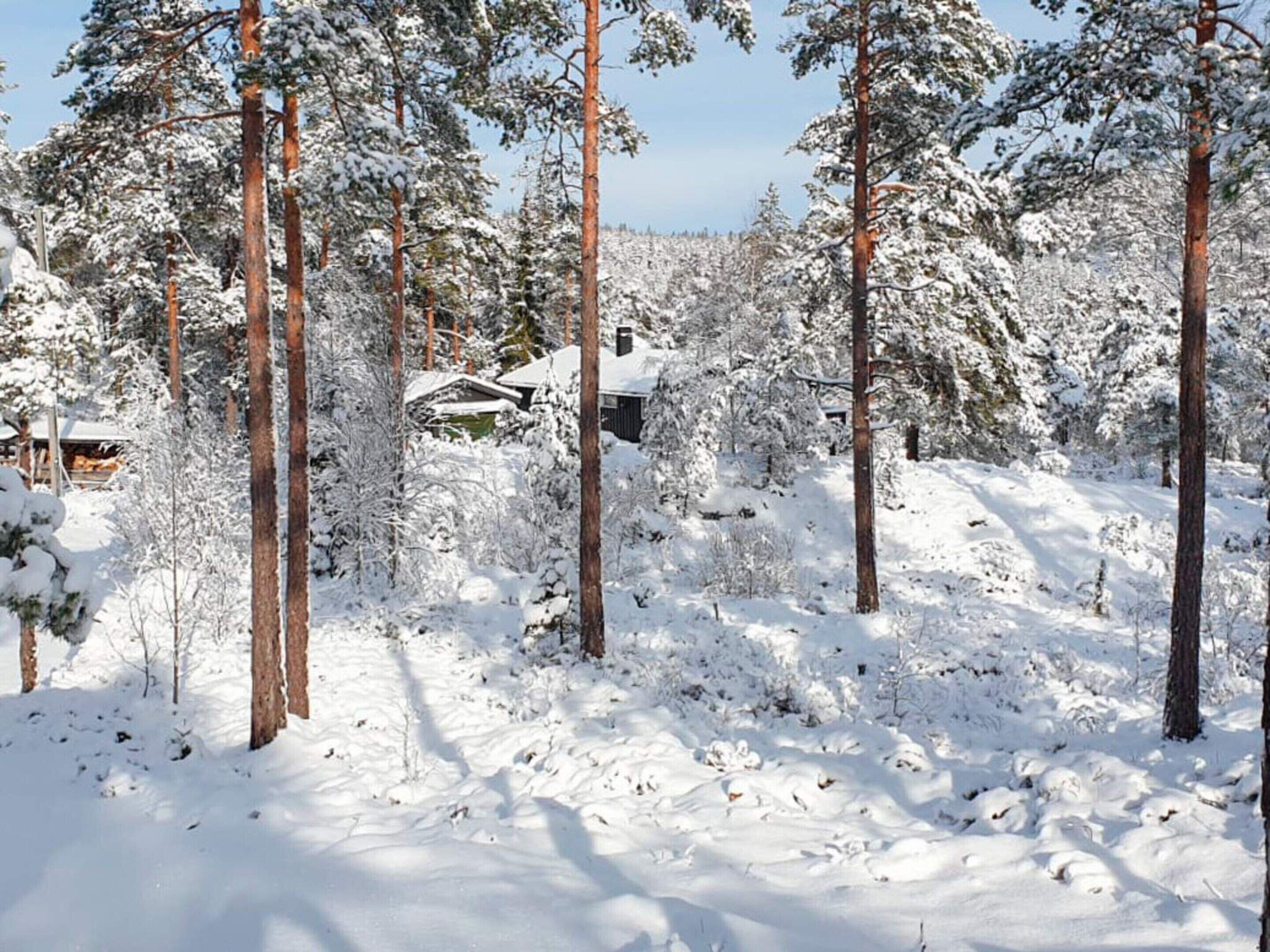 Een besneeuwd bos met hoge dennen en een huisje op de achtergrond.