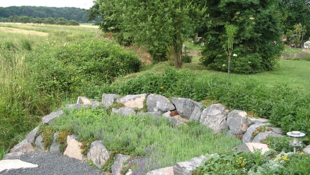 A garden with a stone border, various plants, and a tree in the background.