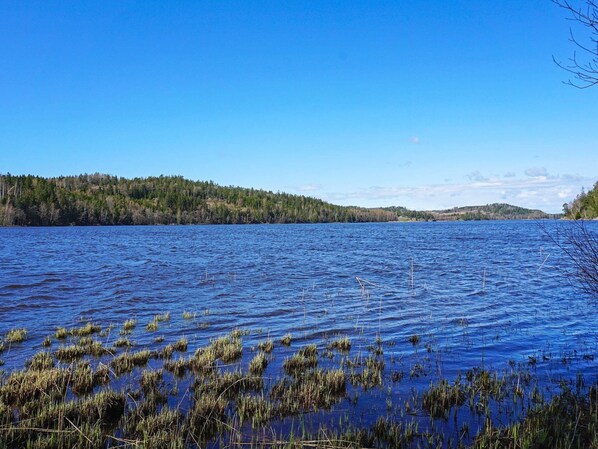 A calm lake with dense forest on the horizon and some vegetation in the foreground.