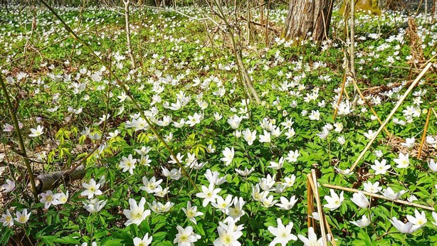 Ett skogsområde med ett täcke av vita blommor och grönt lövverk.