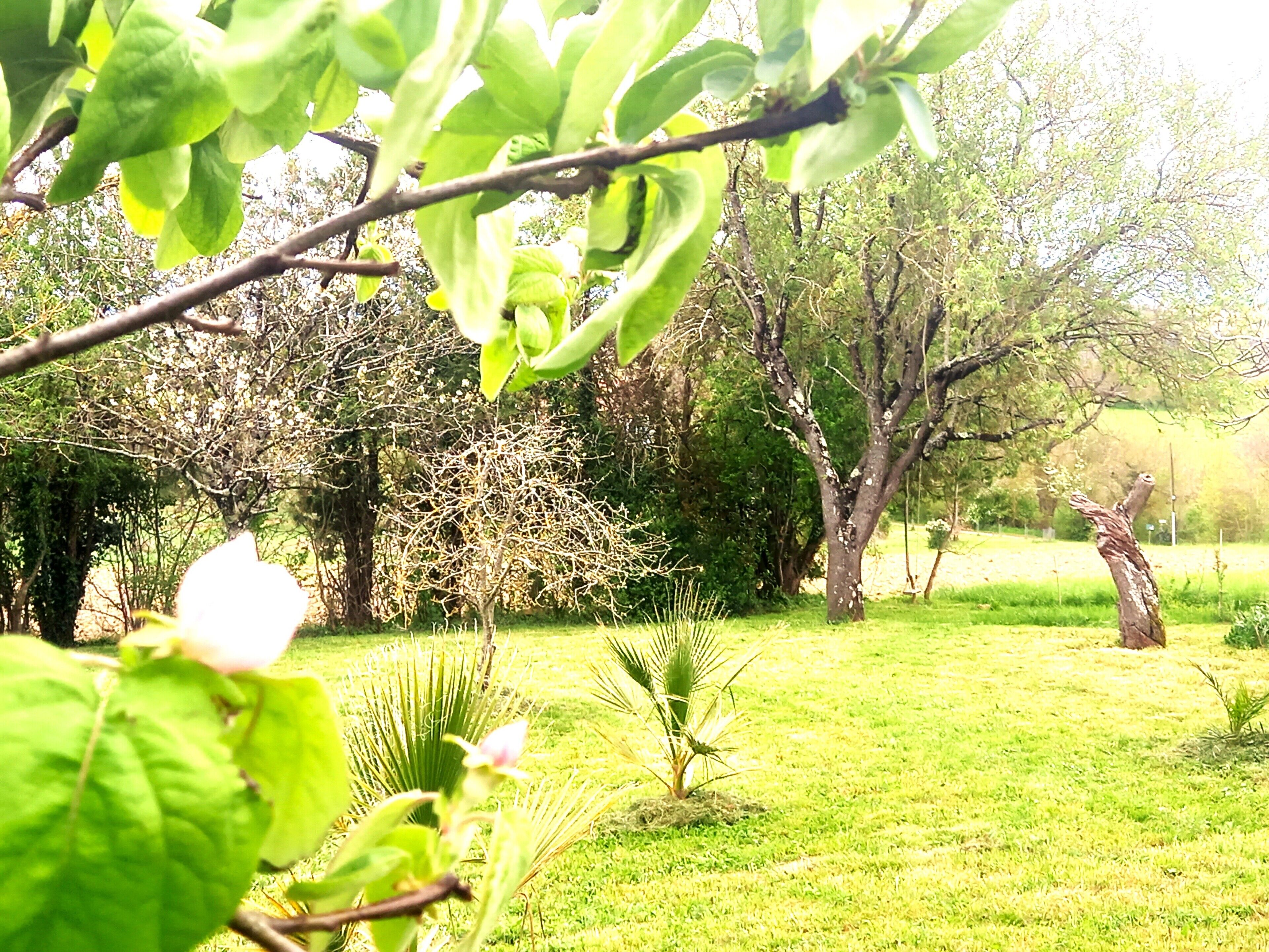 Un jardin luxuriant, avec différents types d’arbres et une zone herbeuse.