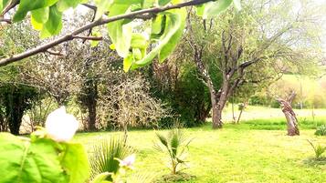 Un jardin luxuriant, avec différents types d’arbres et une zone herbeuse.