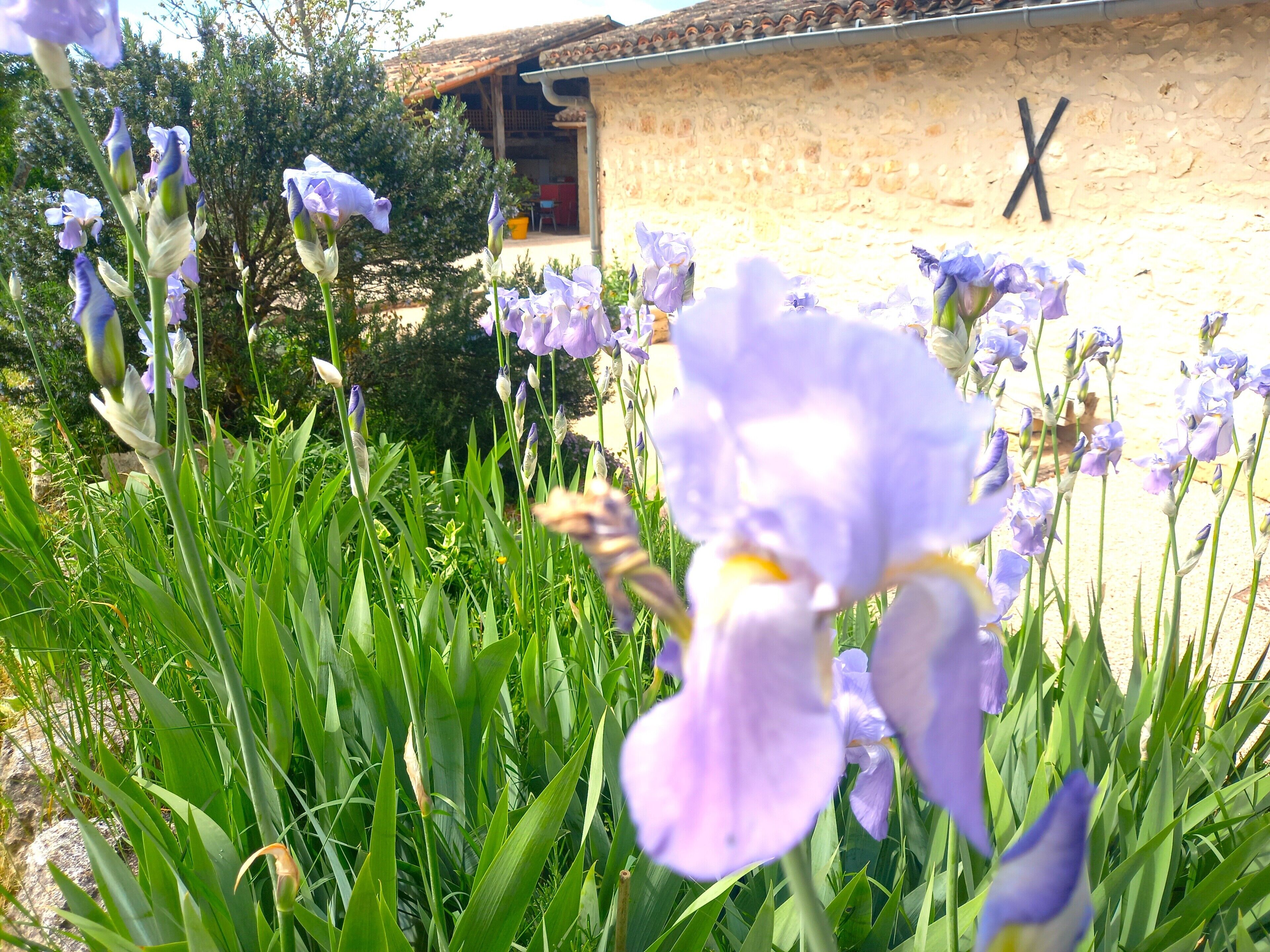 Un jardín con flores moradas frente a un edificio rústico con techo de tejas y una 'X' en la pared.