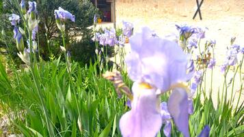 Un jardín con flores moradas frente a un edificio rústico con techo de tejas y una 'X' en la pared.