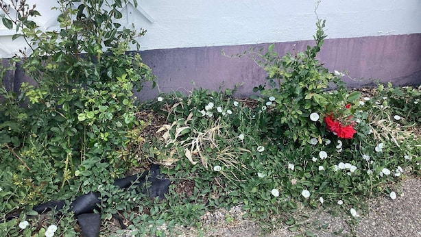 Niet-geclassificeerde afbeelding, 1 van 31, knop