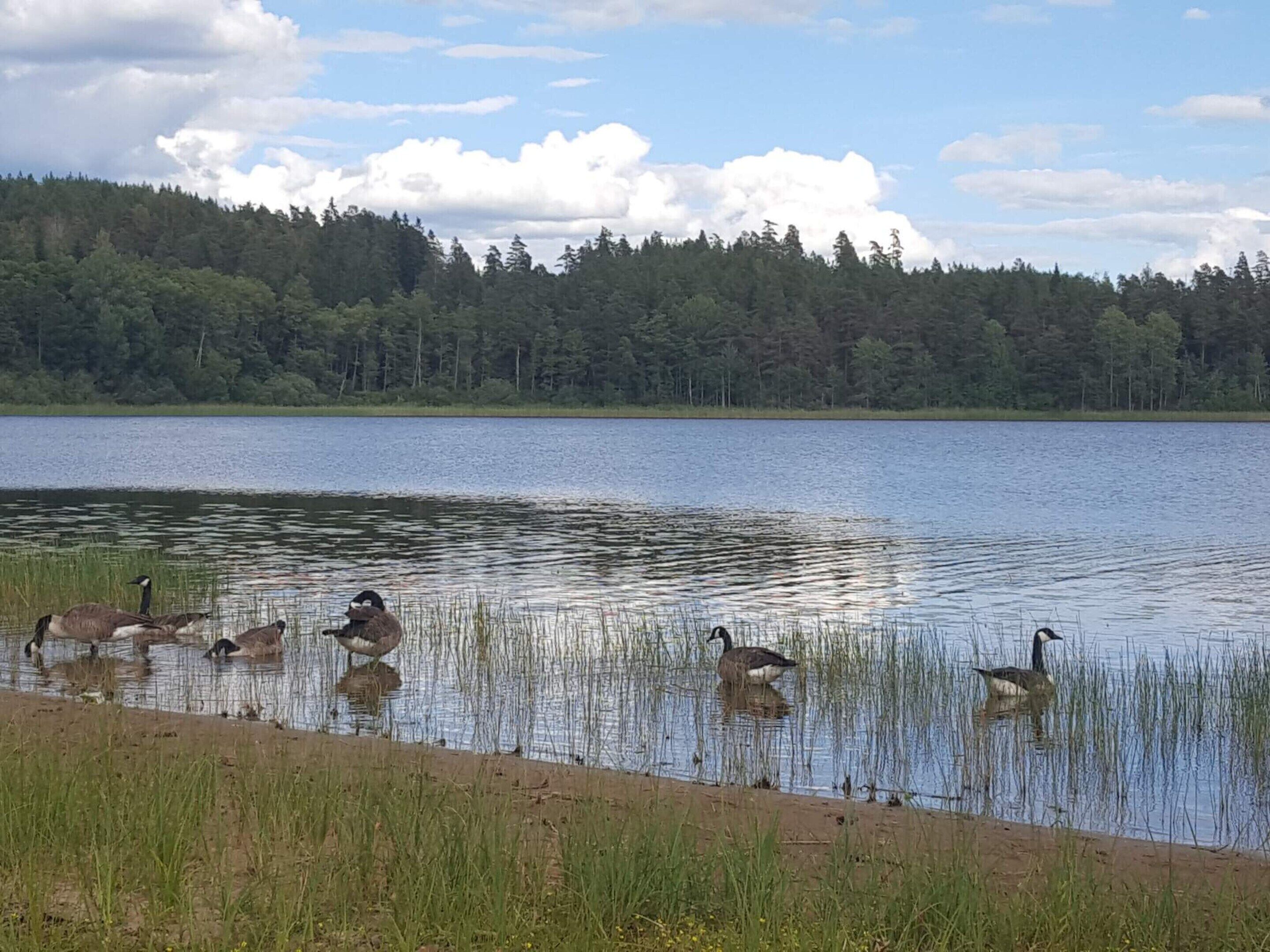 Un lago tranquillo con diverse oche che nuotano vicino alla riva, circondato da una fitta foresta e un cielo sereno.