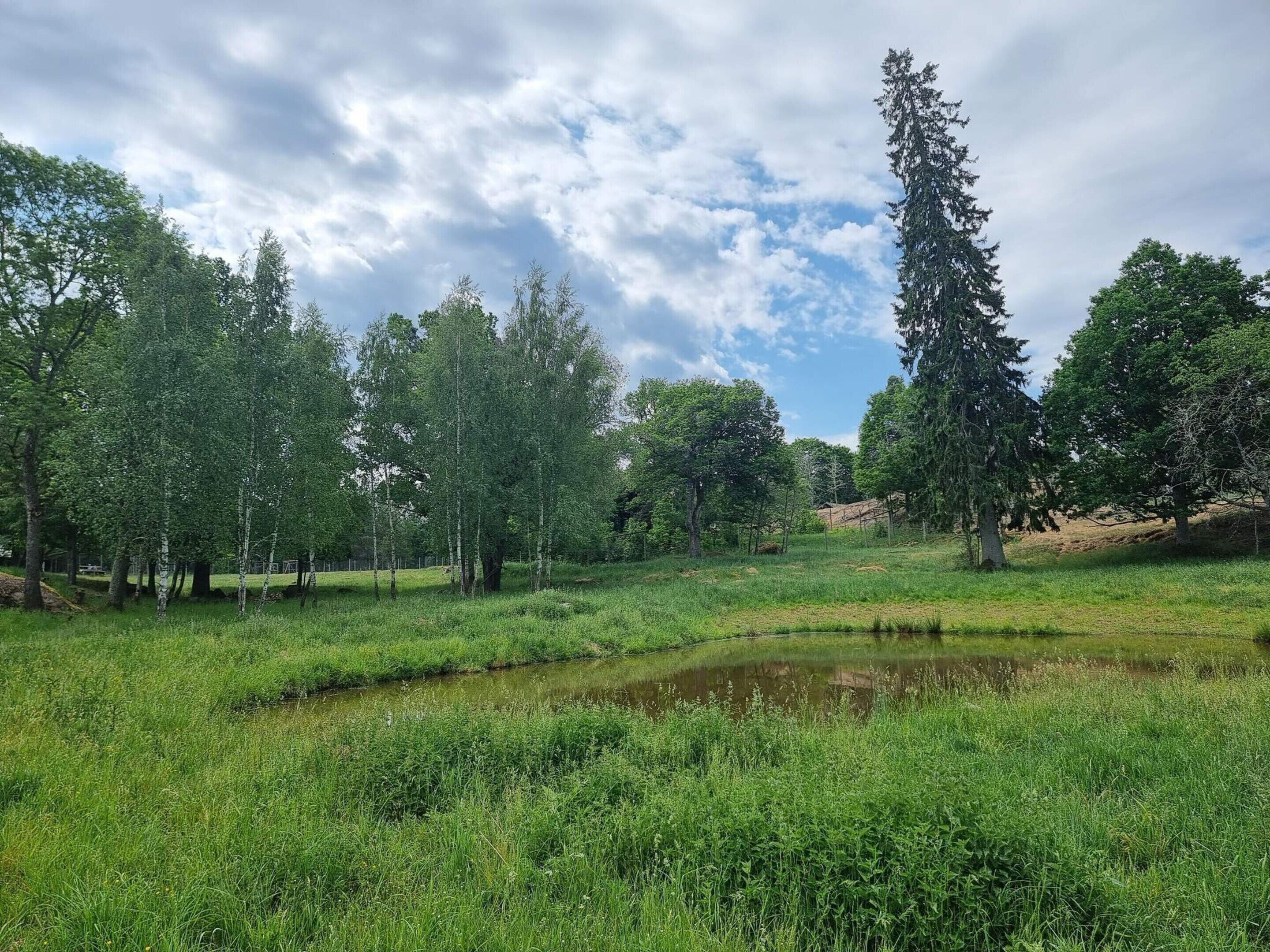 A natural landscape with a pond, trees, and grassy terrain.