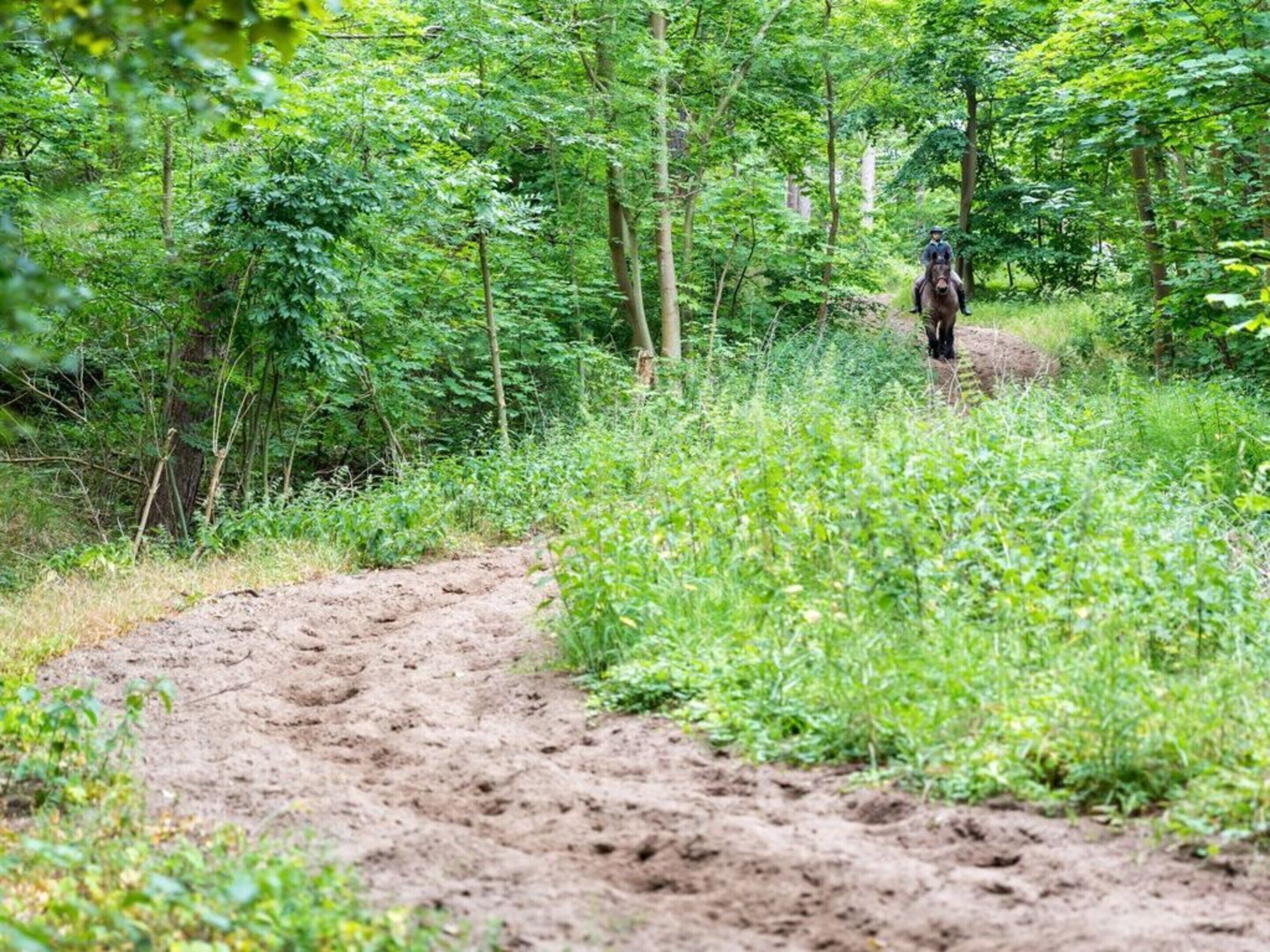 A dirt path through a dense forest with a horse and rider in the distance.