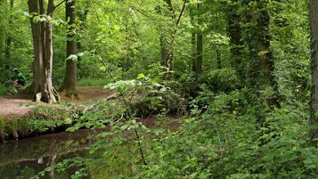 A forested area with a stream, trees, and a path.