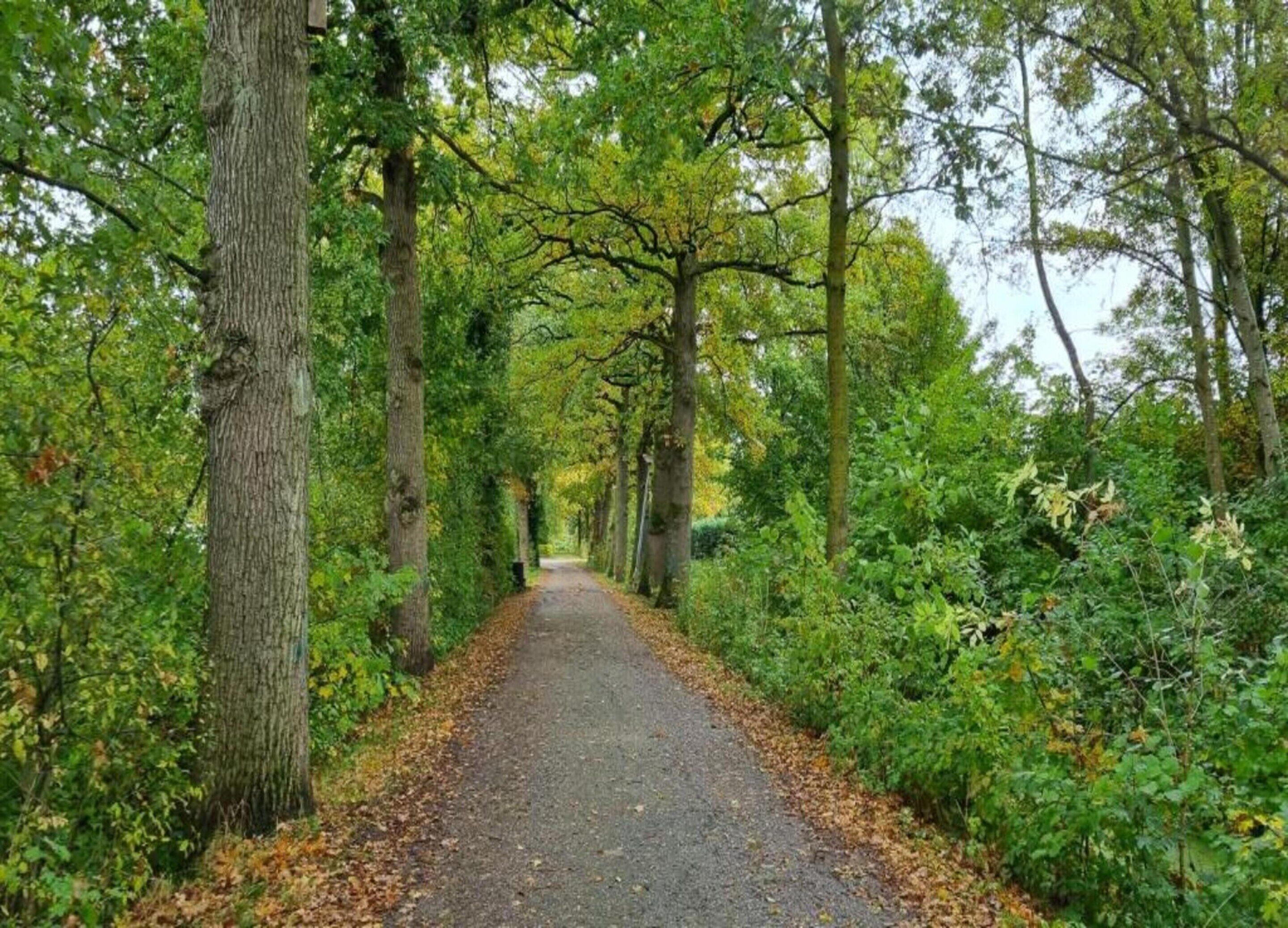 Un sendero bordeado de árboles en un parque.
