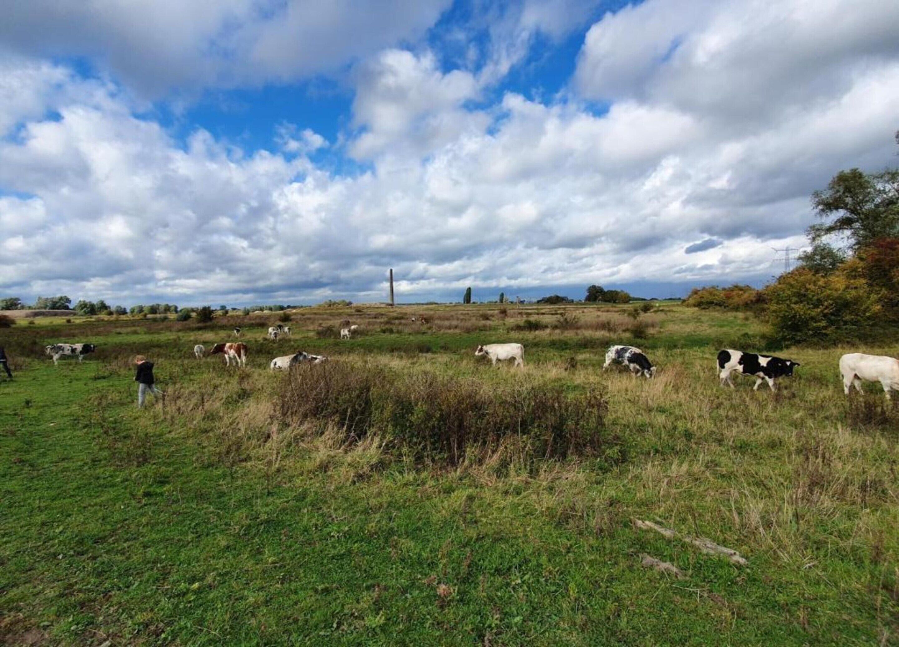 A rural landscape with grazing cattle and a person in the foreground.