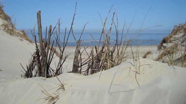 En strand med klitter og sparsom beplantning.