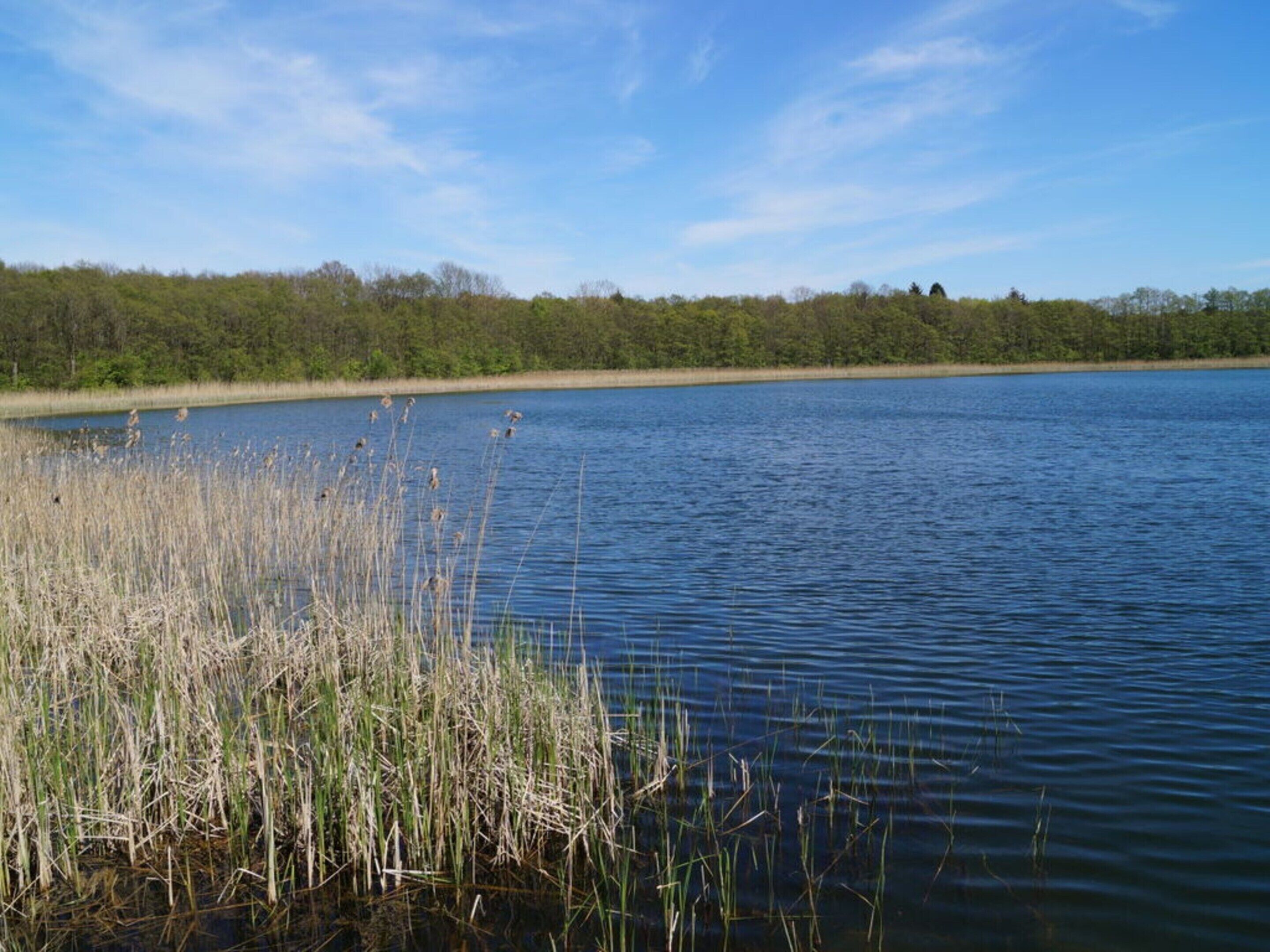 Un lac paisible, avec de hautes joncs au premier plan et une rive boisée en arrière-plan.