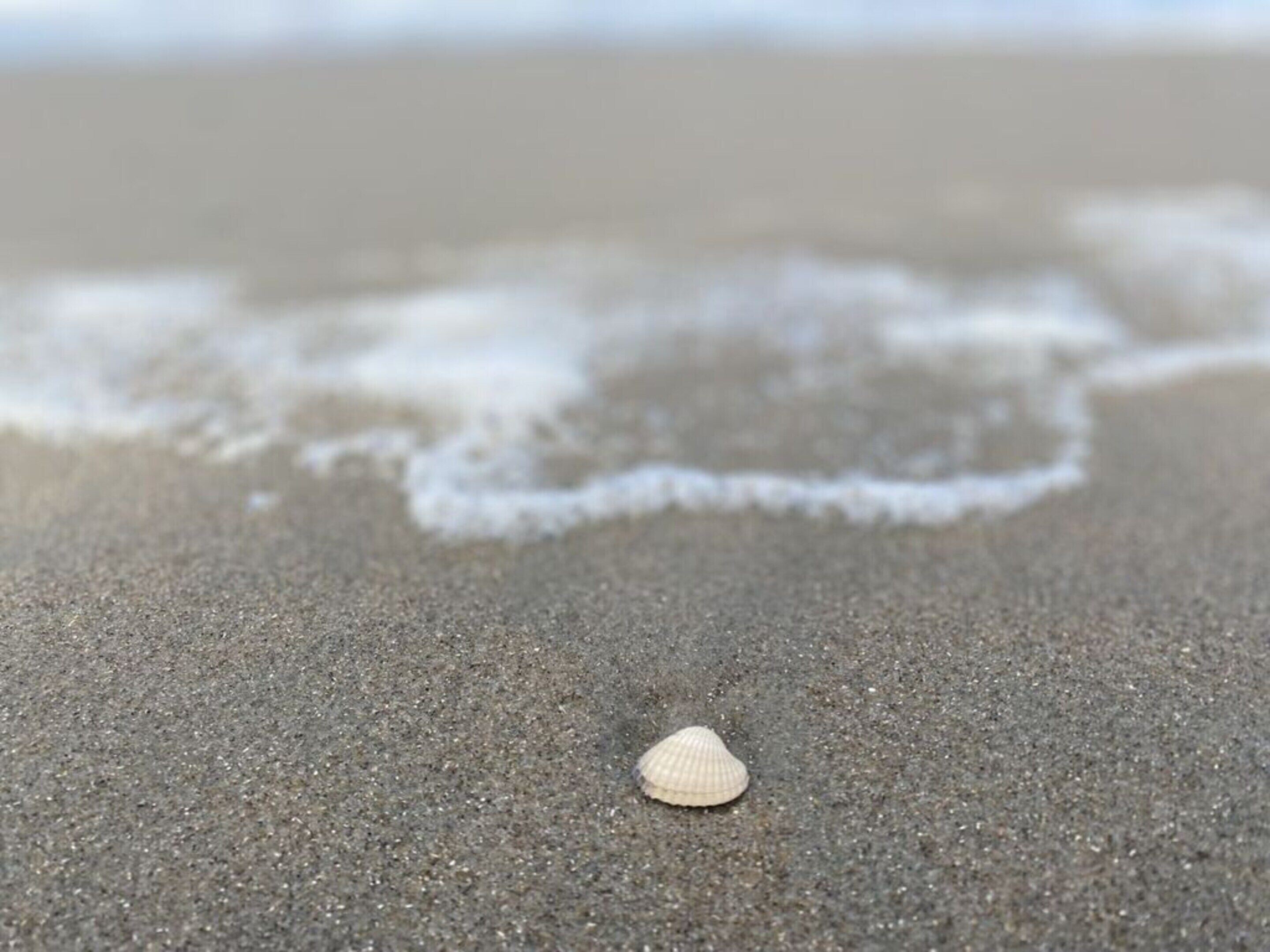 A single seashell on a sandy beach with gentle waves in the background.
