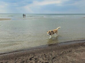 A dog walking in shallow water at a beach with two people in the background. - 4 Person Holiday Home in Blokhus (Blokhus)