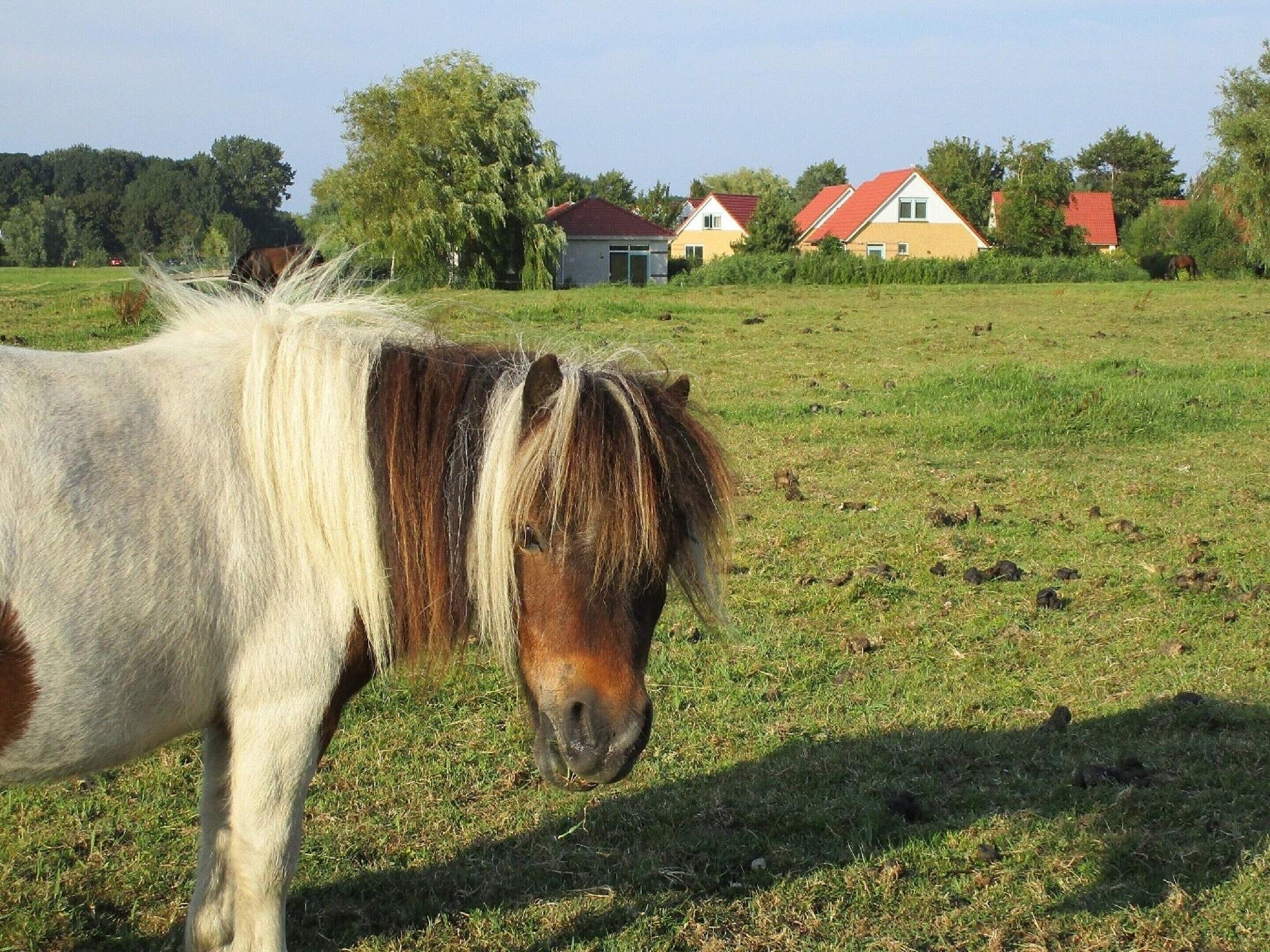 A horse grazing in a grassy field with houses in the background.