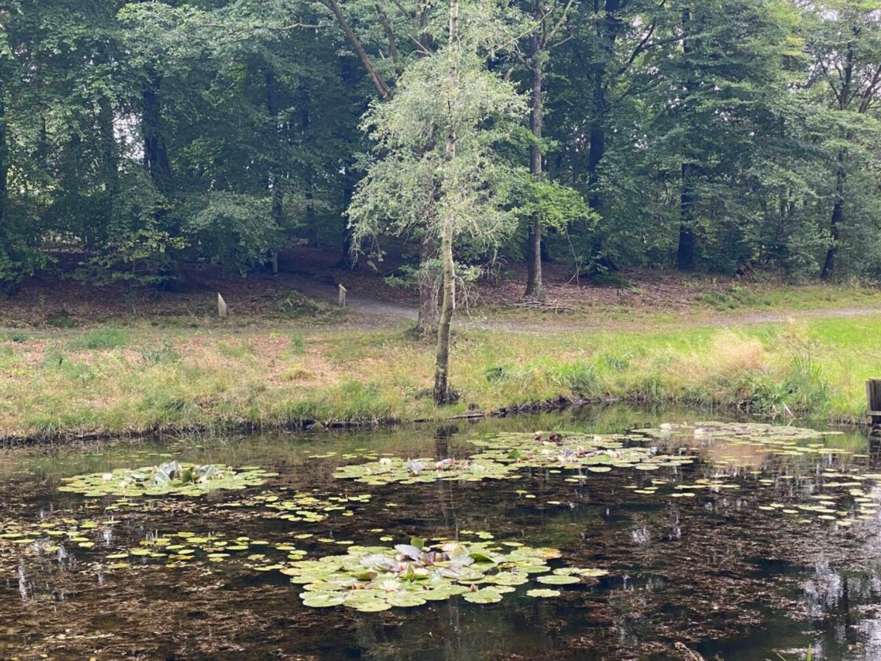 A pond with lily pads and a tree in the center.