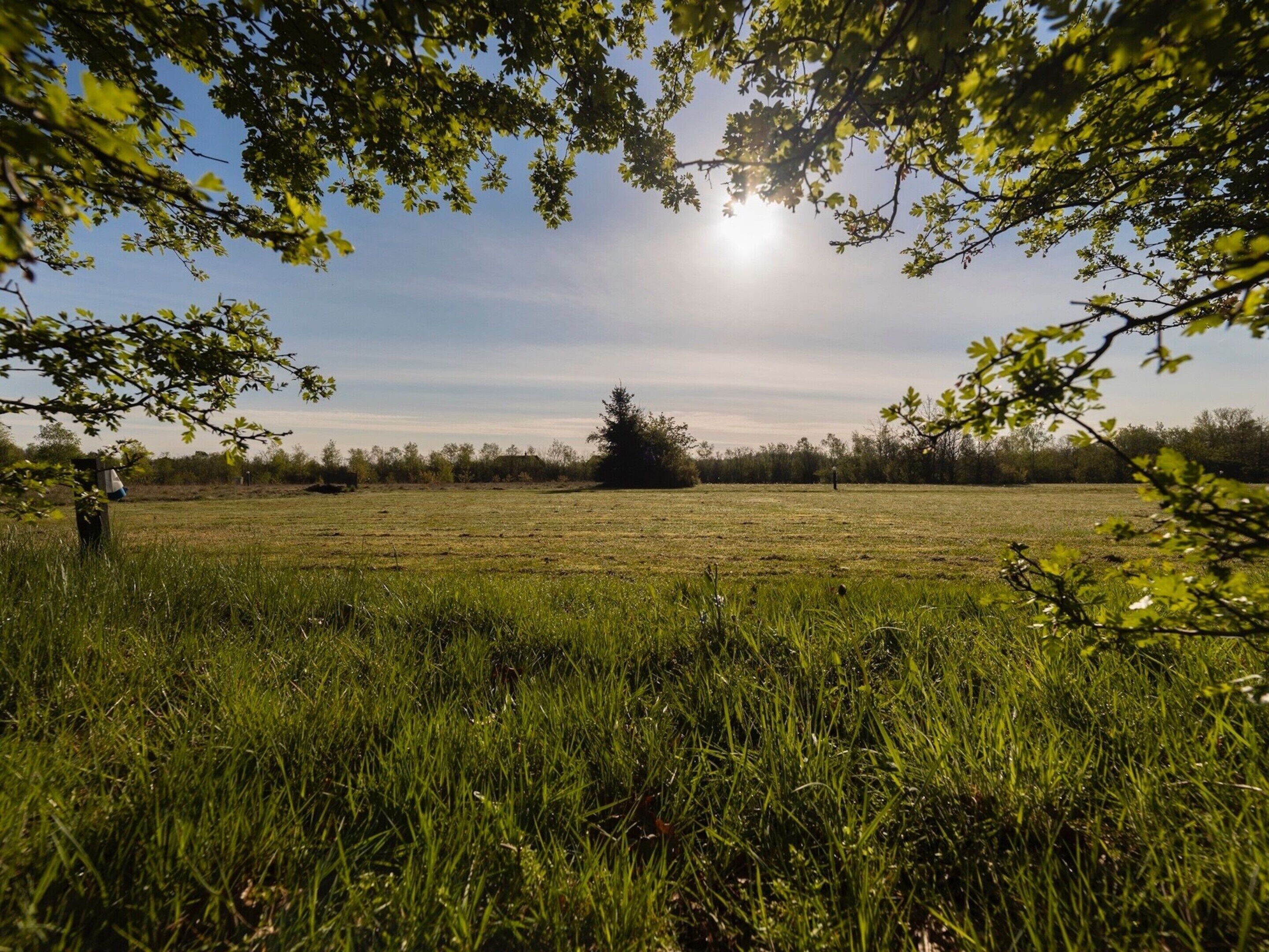 A grassy field with a tree in the distance and a person standing in the foreground.