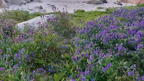 A coastal landscape with purple flowers in the foreground and rocky cliffs in the background. - 9 Person Holiday Home in Tjodalyng-by Traum (Larvik)