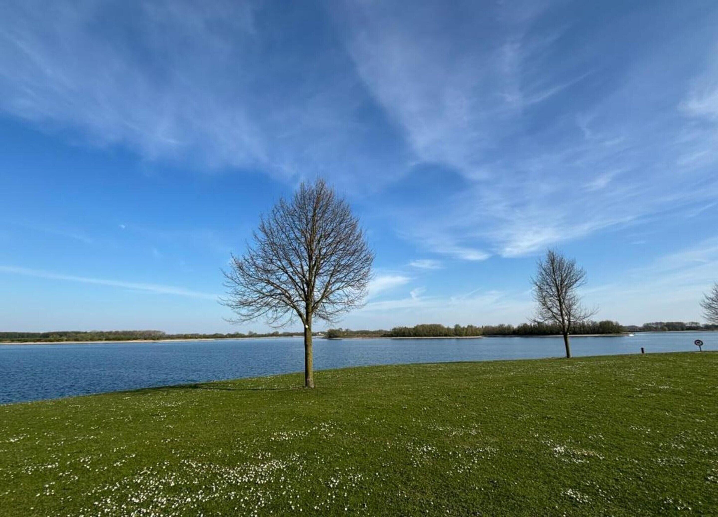 A grassy area with two leafless trees and a calm lake under a clear sky.