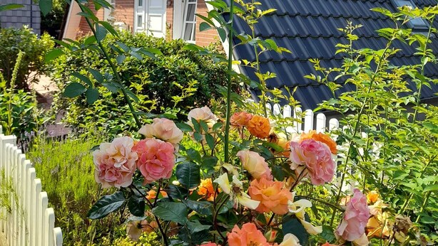 Una casa con tetto in tegole scure, una finestra ben visibile e un giardino con rose in fiore.