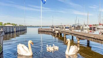 A marina with swans swimming in the water, a flagpole with a flag, and boats docked.